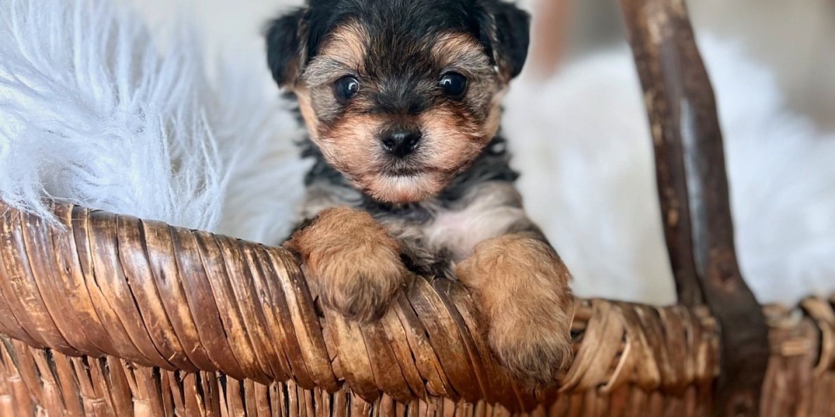 Bezaubernde Yorkie Welpen: Alles, was Sie über diese charmanten kleinen Hunde wissen müssen